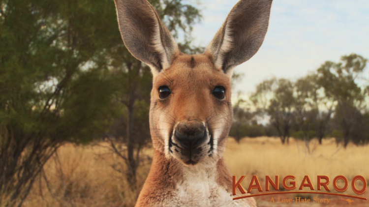 Kangaroo The Movie DVD OUT NOW A Love Hate Story